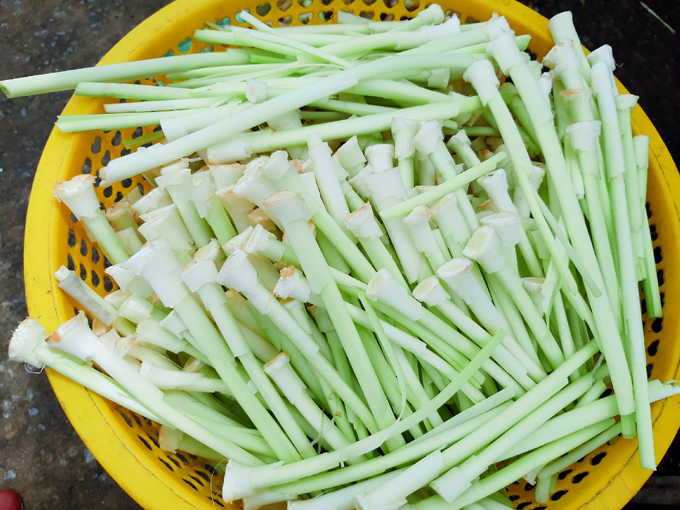 Bồn bồn có màu trắng nõn nà.