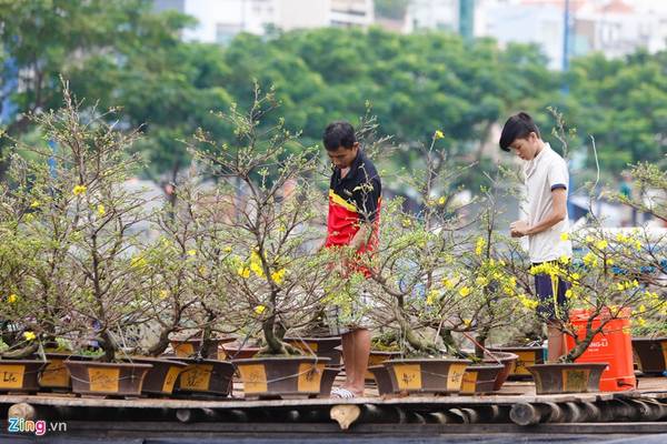 Vặt nụ mai chuẩn bị bán Tết tại Bến Bình Đông
