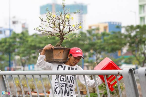 Anh Thuận (Cái Mơn) chuyển hoa lên bờ để bán. Anh cho biết một chậu mai như thế này có giá khoảng 500.000-700.000 đồng tùy hình dáng.