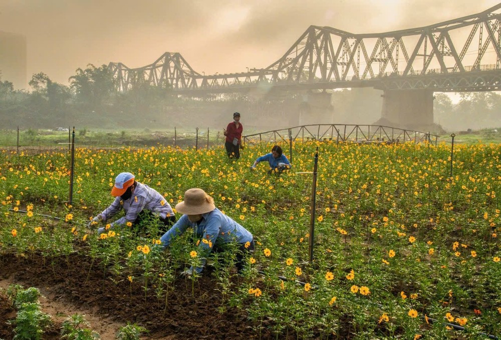 Bến hoa Phúc Xá với những luống hoa được trồng để cải tạo khu vực dưới chân cầu Long Biên