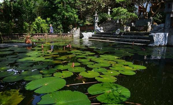 Ao hoa súng tĩnh lặng trong khuôn viên Việt Phủ
