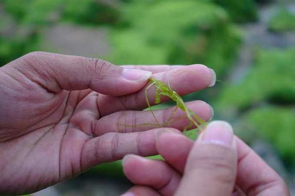 Những sợi rong sẽ bám chặt thành từng khóm trên những mỏm đá. Tùy diện tích đá mà rong sẽ bám nhiều hay ít, khi cầm có cảm giác như sợi nilon. Vào mùa nắng, lớp rong rêu này sẽ mất đi để lộ bãi đá nhiều mắc sắc nằm ươm mình dưới nắng.