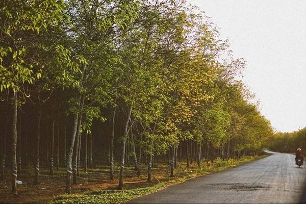 Trên đường di chuyển đến huyện Xuyên Mộc, bạn sẽ bắt gặp nhiều đoạn đường trồng cao su