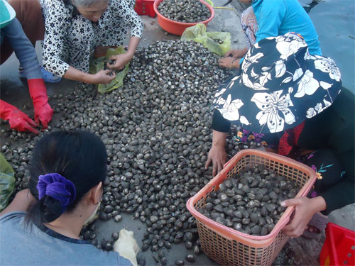 Người dân chuẩn bị thức ăn cho tôm hùm tại đảo Bình Ba