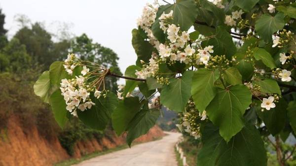 Con đường hoa trẩu Bình Liêu tháng 4