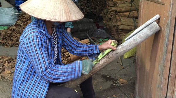 Cạo vỏ quế Hoành Mô Bình Liêu