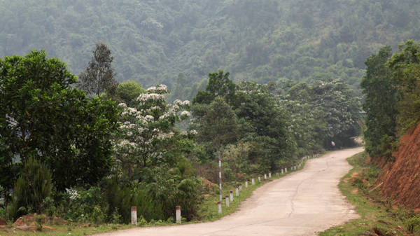 Con đường hoa trẩu Bình Liêu tháng 4
