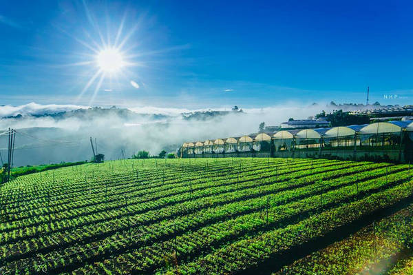 Thưởng thức không khí trong lành tại đồi chè Cầu Đất