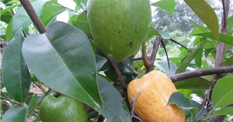 binhbat_01