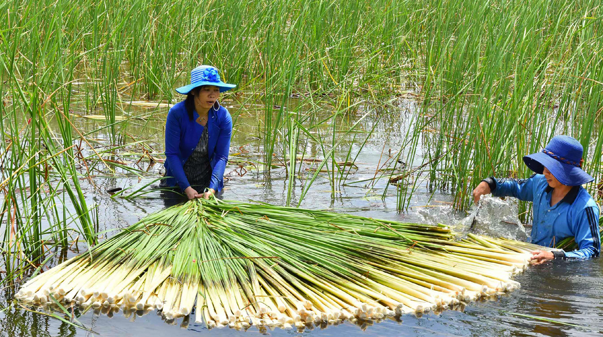 Người dân thu hoạch dưa bồn bồn.