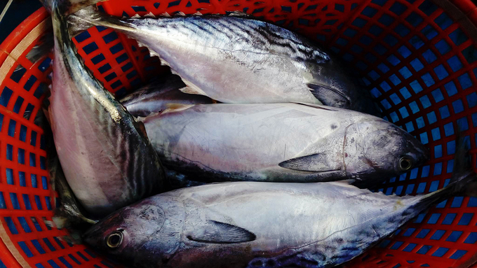 Cá ngừ tươi khi đón thuyền cá Cù Lao Thu