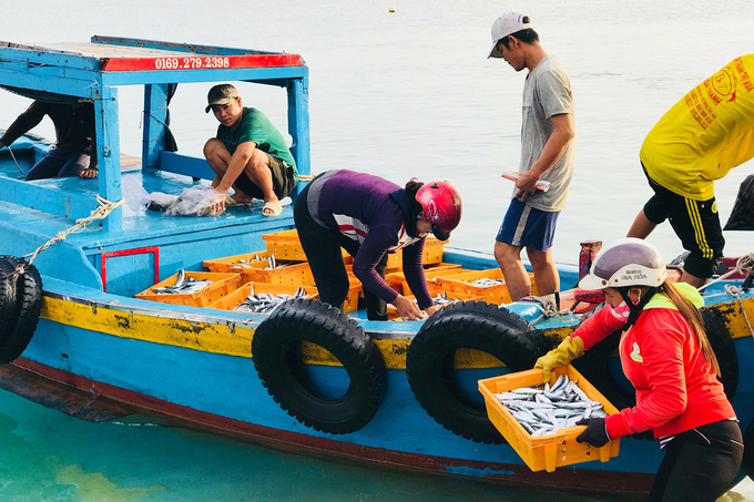 Du khách có thể đến Bãi Phủ khoảng 5h sáng, trong lúc cùng người dân chờ cá về có thể ngắm bình minh. Sau khi ghe cập bến, bạn có thể dạo một vòng để tìm món hải sản ưa thích rồi mua mang về để chế biến.