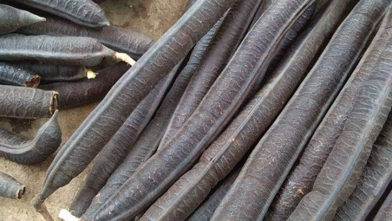 Trái ô môi miền Tây hình dáng dài cong