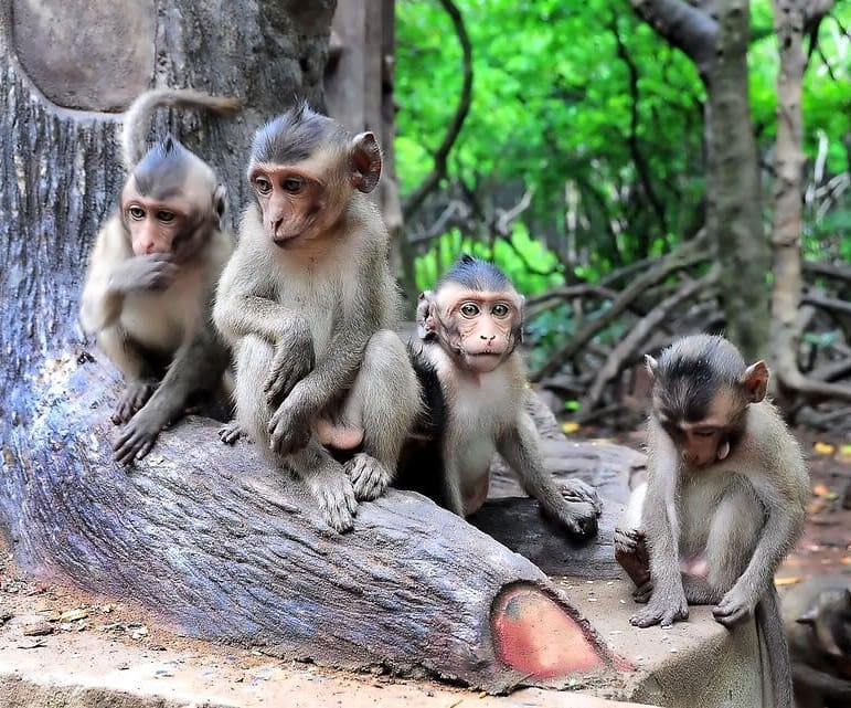 Đàn khỉ tự nhiên trên đảo Hòn Lao