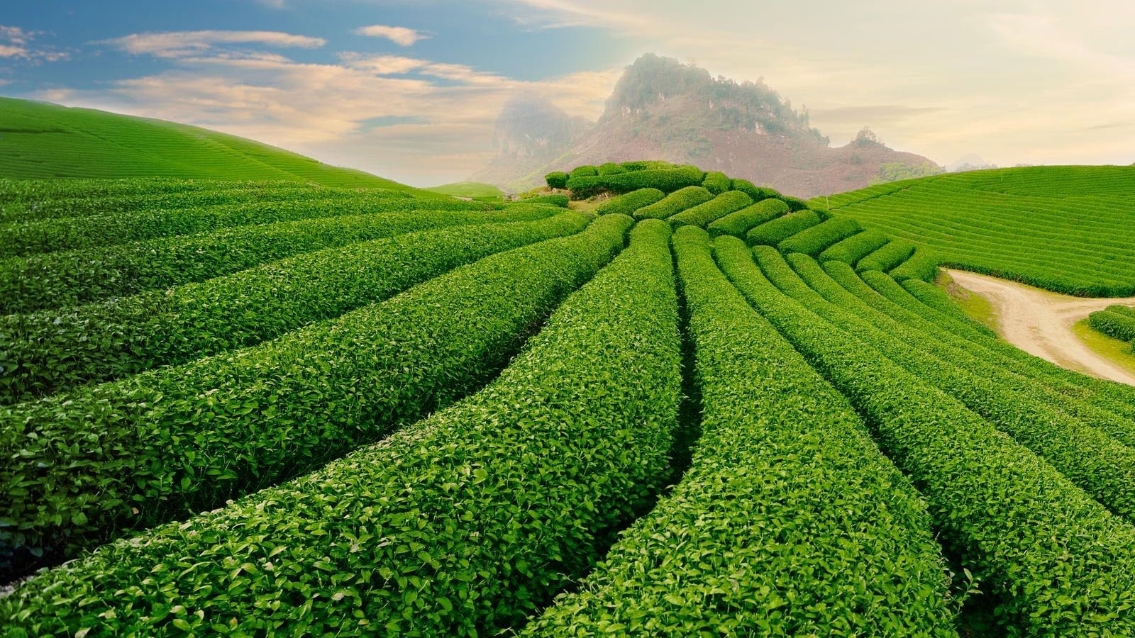 Đồi chè trái tim