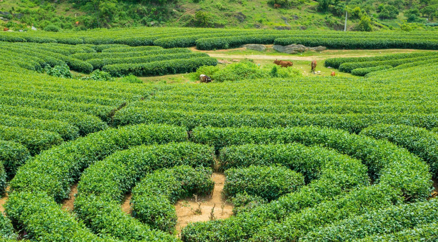 Đồi chè trái tim1