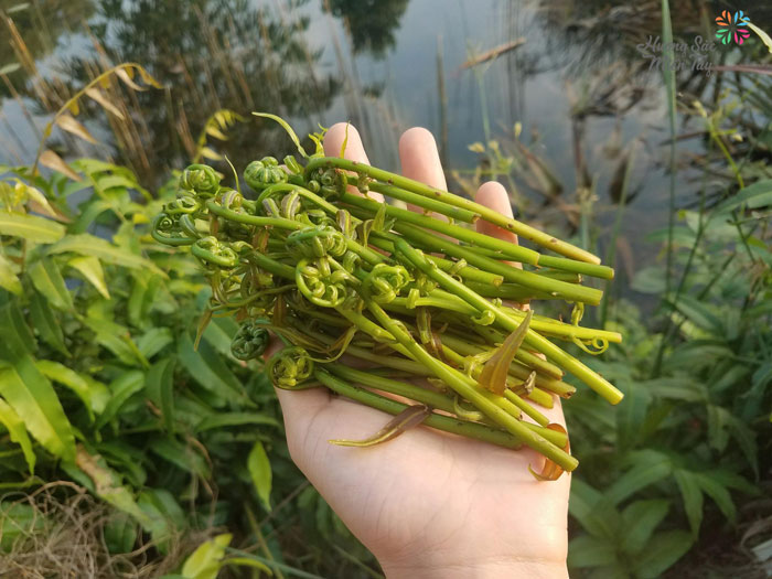 Đọt choại rau đặc sản Hậu Giang