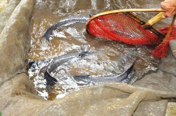 Món cá kho làng Vũ Đại trước đây vốn là một món ăn thường ngày của những người dân nghèo nơi đồng bằng chiêm trũng này. Một số người cao tuổi trong làng cho biết, trước đây người dân nghèo nơi đây kiếm ngày hai bữa cơm trắng còn khó, nhà nào sang lắm thì có thêm ít mắm, ít muối. Vì vậy mà nhà nào có cá thì họ mang kho lên ăn theo kiểu dè xẻn, tiết kiệm. Dần dần, món cá kho trở thành một thói quen của người dân làng Vũ Đại. Có lẽ vì thế mà mâm cơm tất niên ngày cuối năm, dù có bận đến mấy thì gia đình nào cũng phải có một niêu cá kho đặt cạnh chiếc bánh chưng dâng tổ tiên.Trong ảnh: Cá kho phải là cá trắm đen.