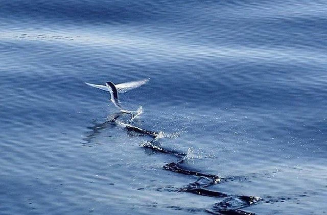 Cá chuồn bay trên mặt biển