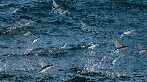 Hình dáng cá chuồn bay