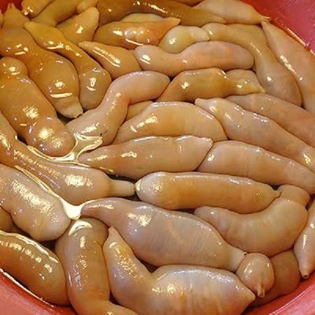 ca-duong-vat-vi-sao-dua-anh-toi-ivivu2 ca-duong-vat-vi-sao-dua-anh-toi-ivivu2