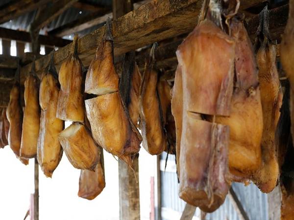 Sau khi chôn đủ thời gian, con cá mập được đưa lên mặt đất, cắt thành miếng dài và treo lên để khô trong vài tháng. Ảnh: Matadornetwork.
