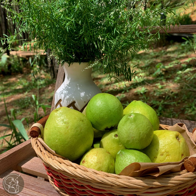 ca-nha-cung-vui-tai-rung-thong-mo-farm-bistro-giua-rung-da-lat-ivivu-00 ca-nha-cung-vui-tai-rung-thong-mo-farm-bistro-giua-rung-da-lat-ivivu-00