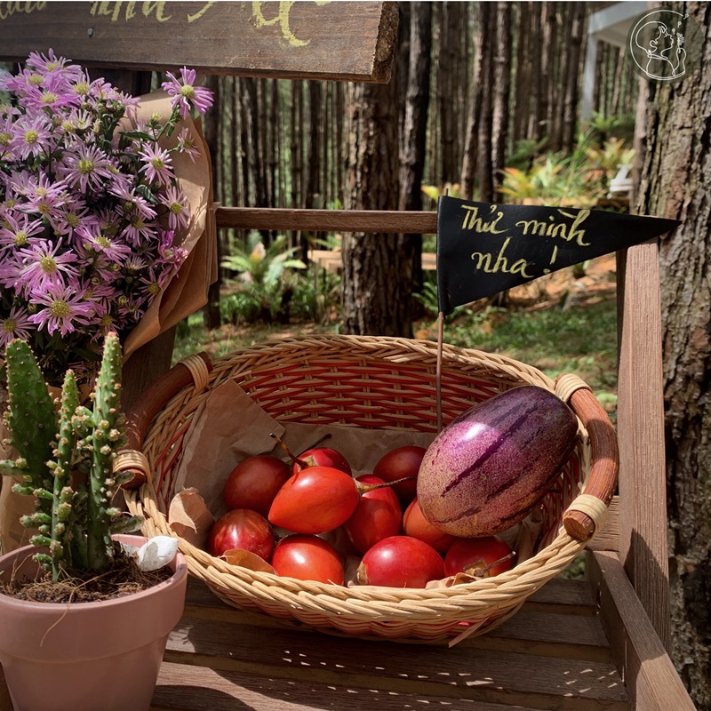 ca-nha-cung-vui-tai-rung-thong-mo-farm-bistro-giua-rung-da-lat-ivivu-01 ca-nha-cung-vui-tai-rung-thong-mo-farm-bistro-giua-rung-da-lat-ivivu-01