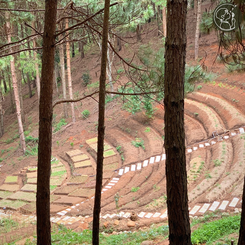ca-nha-cung-vui-tai-rung-thong-mo-farm-bistro-giua-rung-da-lat-ivivu-04 ca-nha-cung-vui-tai-rung-thong-mo-farm-bistro-giua-rung-da-lat-ivivu-04