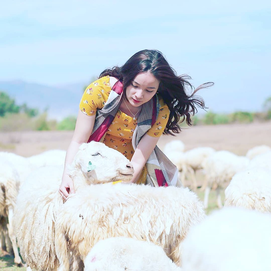 Đồng cừu Suối Nghệ tạo nên khung cảnh sống ảo Vũng Tàu yên bình với đàn cừu và cỏ xanh. Ảnh: Chilli_yuquan.