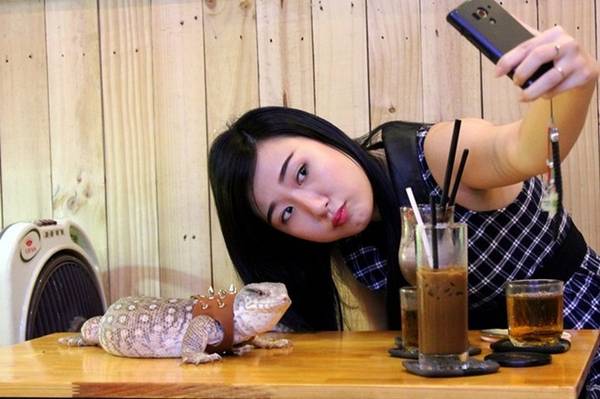 trải nghiệm chơi đùa cùng bò sát tại quán café