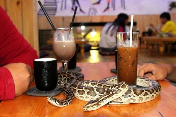 quán café bò sát độc lạ tại Sài Gòn