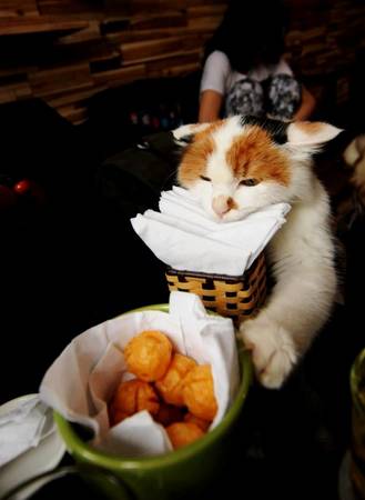 quán café mèo siêu dễ thương tại Sài Gòn