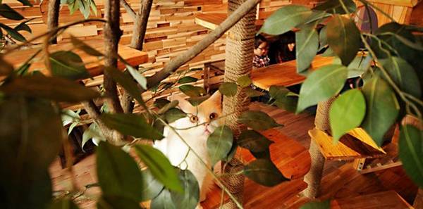vẻ đáng yêu khó cưỡng của mèo cảnh tại quán café