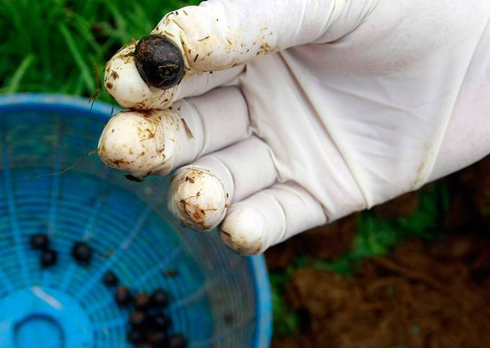 Hạt cà phê do voi thải ra. Ảnh: AP.