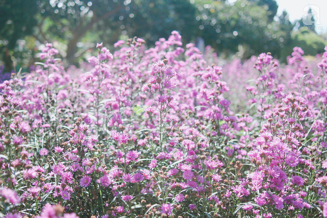 cam-nang-chon-an-chon-choi-da-doi-trong-2-ngay-1-dem-khong-voi-va-danh-cho-nguoi-lan-dau-den-da-lat-mong-mo-ivivu-7