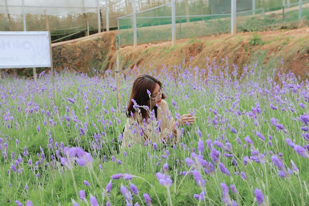 cam-tu-cau-lavender-va-5-mua-hoa-no-dep-nhat-da-lat-ivivu-10 cam-tu-cau-lavender-va-5-mua-hoa-no-dep-nhat-da-lat-ivivu-10