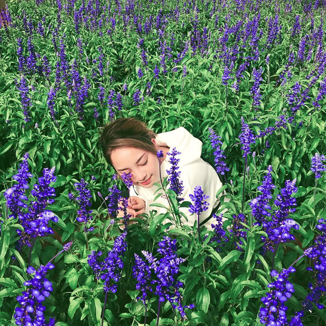 cam-tu-cau-lavender-va-5-mua-hoa-no-dep-nhat-da-lat-ivivu-11 cam-tu-cau-lavender-va-5-mua-hoa-no-dep-nhat-da-lat-ivivu-11