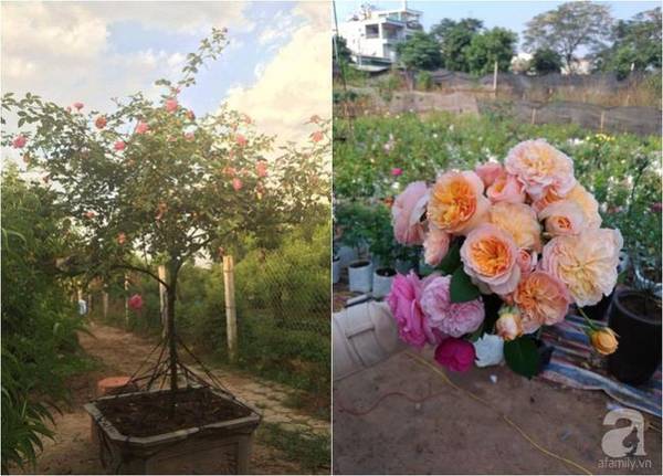 Những gốc hồng đẹp siêu lòng khách đến thăm vườn hồng Hà Nội.