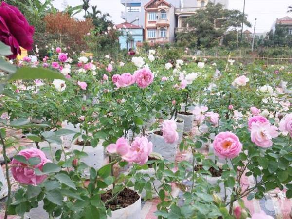 Khu vườn hoa hồng Hà Nội được bố trí rất khoa học.