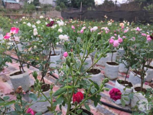 Những gốc hồng nở rực rỡ trong nắng tại vườn hồng Hà Nội.