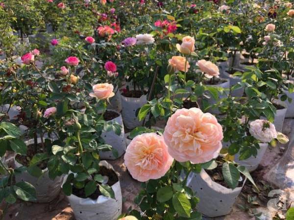 Góc hồng rực rỡ trong vườn hồng Hà Nội.