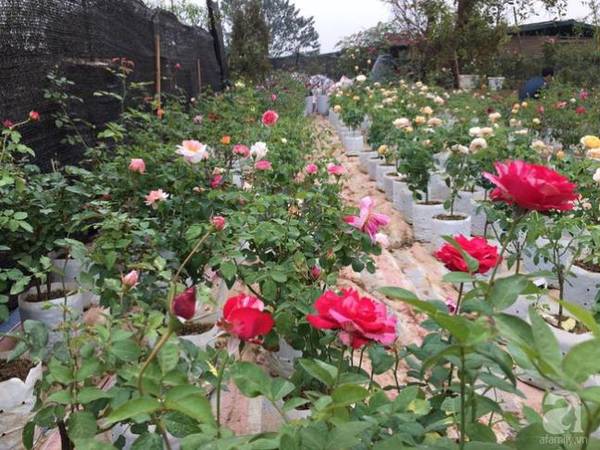 Đã đặt chân đến vườn hồng Hà Nội, ai cũng không muốn về.