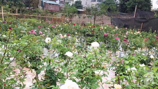 can-tet-ghe-tham-vuon-hong-rong-900m2-voi-3000-goc-hong-no-ruc-ro-o-ngoai-thanh-ha-noi-ivivu-10 can-tet-ghe-tham-vuon-hong-rong-900m2-voi-3000-goc-hong-no-ruc-ro-o-ngoai-thanh-ha-noi-ivivu-10