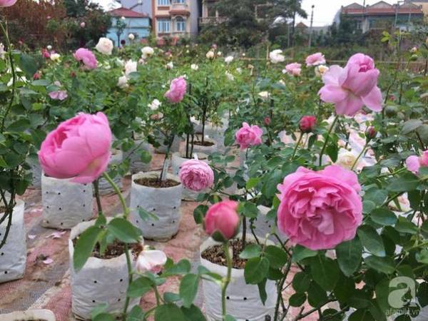 can-tet-ghe-tham-vuon-hong-rong-900m2-voi-3000-goc-hong-no-ruc-ro-o-ngoai-thanh-ha-noi-ivivu-11 can-tet-ghe-tham-vuon-hong-rong-900m2-voi-3000-goc-hong-no-ruc-ro-o-ngoai-thanh-ha-noi-ivivu-11