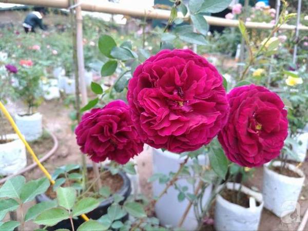 can-tet-ghe-tham-vuon-hong-rong-900m2-voi-3000-goc-hong-no-ruc-ro-o-ngoai-thanh-ha-noi-ivivu-16 can-tet-ghe-tham-vuon-hong-rong-900m2-voi-3000-goc-hong-no-ruc-ro-o-ngoai-thanh-ha-noi-ivivu-16