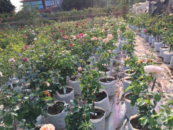 can-tet-ghe-tham-vuon-hong-rong-900m2-voi-3000-goc-hong-no-ruc-ro-o-ngoai-thanh-ha-noi-ivivu-4 can-tet-ghe-tham-vuon-hong-rong-900m2-voi-3000-goc-hong-no-ruc-ro-o-ngoai-thanh-ha-noi-ivivu-4