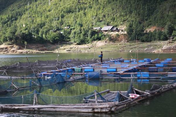 Cá sinh trưởng rất tốt, giúp người dân địa phương xóa đói, giảm nghèo.
