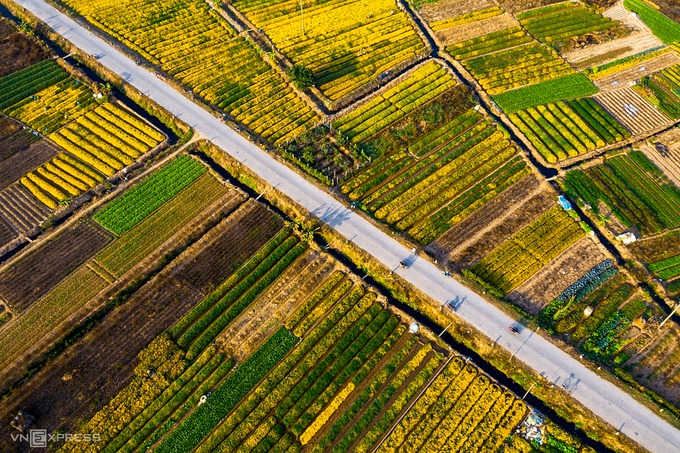 Cánh đồng cúc chi nở vàng rực tại Nghĩa Trai, Hưng Yên