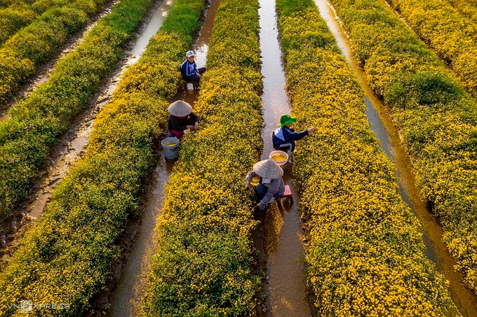 Thu hoạch hoa cúc chi tại cánh đồng Nghĩa Trai